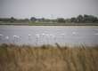 01-09-2018 - Fenicotteri rosa a Cervia
